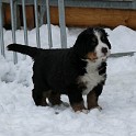 P1200940_lila - Kopie